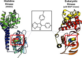 Screening Serine Threonine and Tyrosine Kinase Inhibitors for Histidine Kinase Inhibition