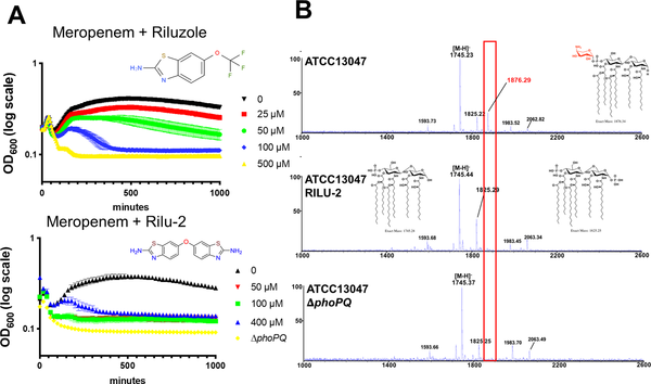 High-level carbapenem tolerance requires antibiotic-induced outer membrane modifications
