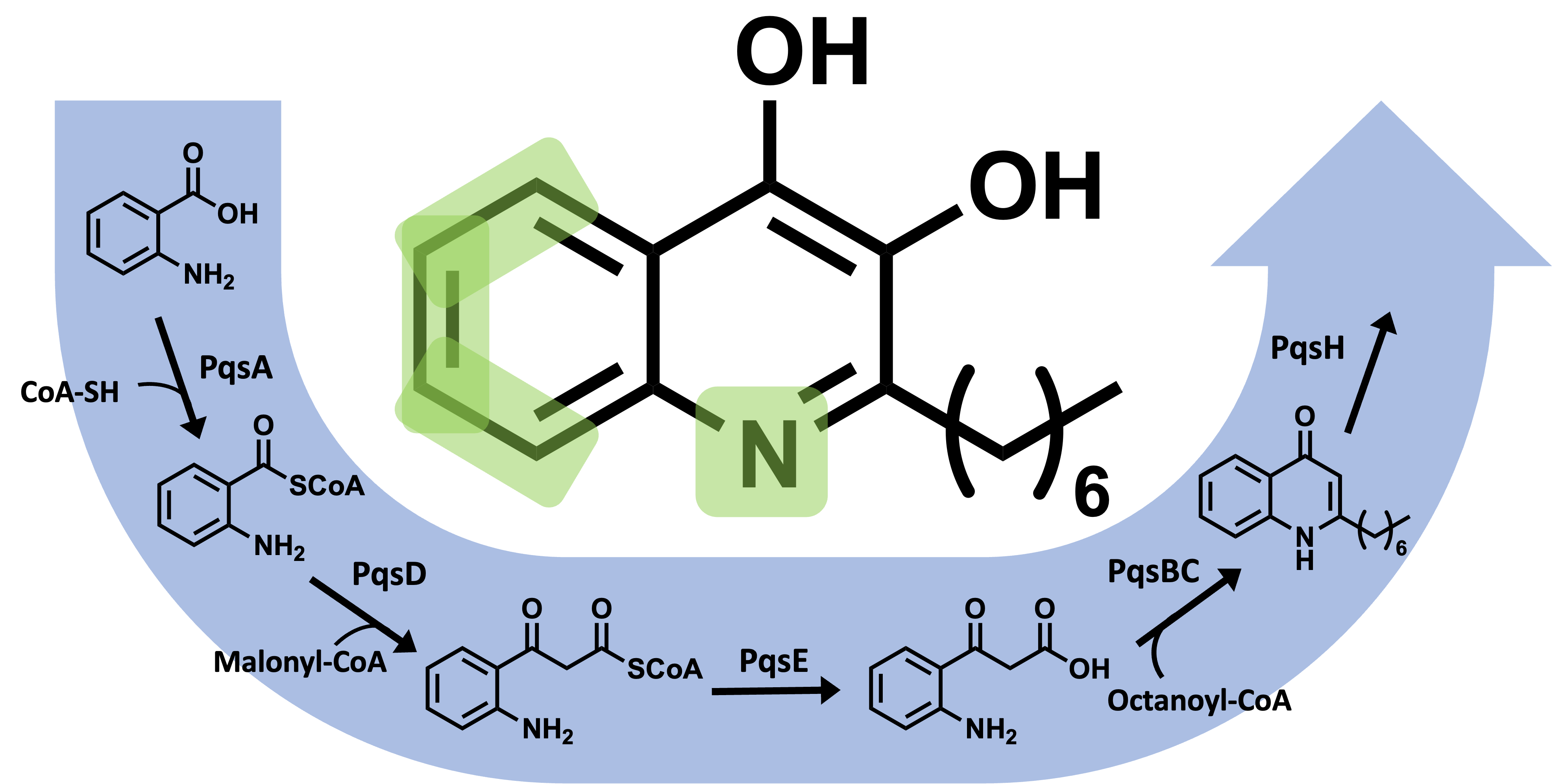 Engineering New Quorum Sensing Molecules Through Biosynthesis