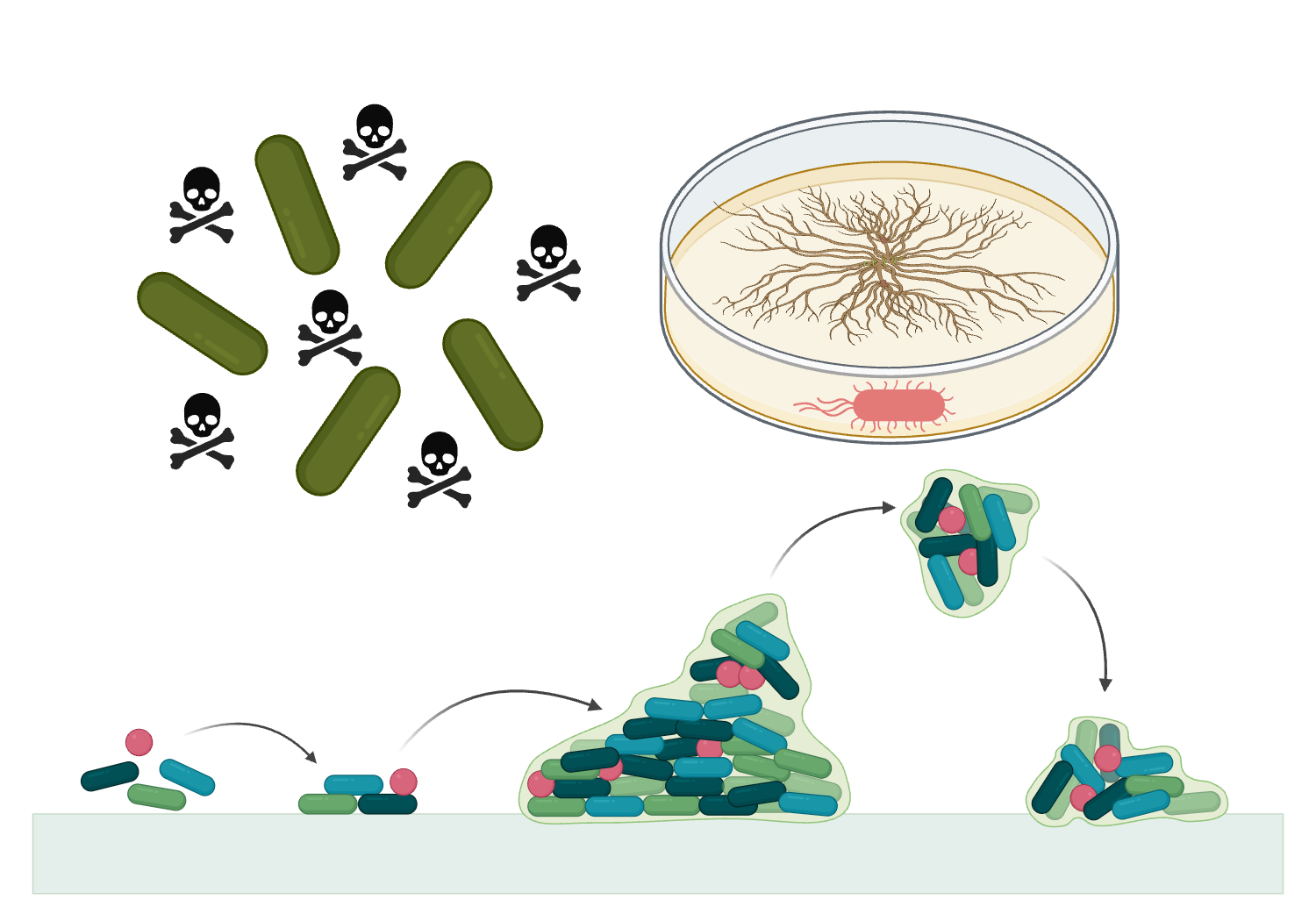 Functional Modulation of Quorum Sensing and Virulence
